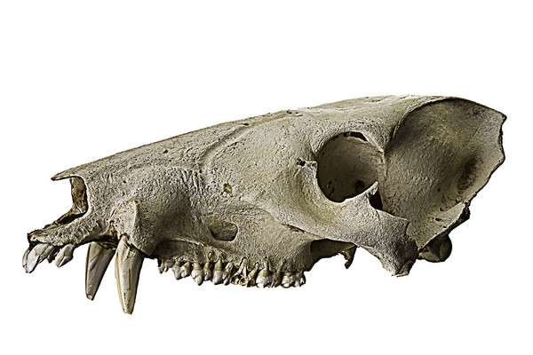 javalina skull :  : Al Mida  -   Photographer